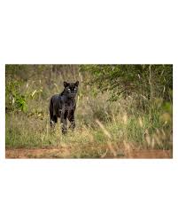 Attēlu rezultāti vaicājumam “Lycogala leopardinum macro”