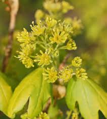 Attēlu rezultāti vaicājumam “Acer campestre flower”