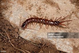 Attēlu rezultāti vaicājumam “Lithobius forficatus”