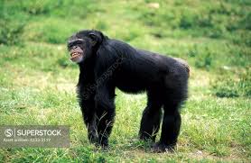 Attēlu rezultāti vaicājumam “Troglodytes troglodytes adult”