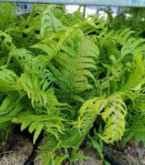 Attēlu rezultāti vaicājumam “Matteuccia struthiopteris”