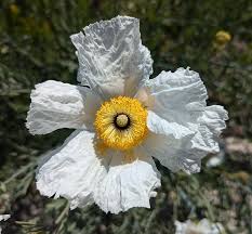 Image result for Romneya coulteri