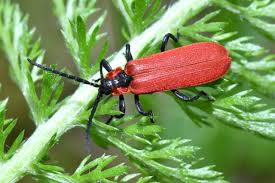 Attēlu rezultāti vaicājumam “Lygistopterus sanguineus”