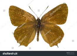 Attēlu rezultāti vaicājumam “Satyrium ilicis”