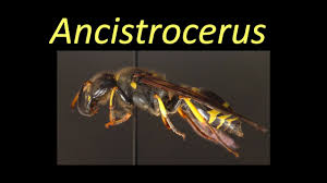 Attēlu rezultāti vaicājumam “Ancistrocerus sp. male”