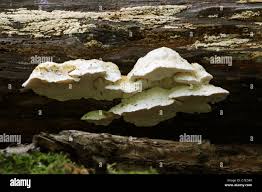 Attēlu rezultāti vaicājumam “Postia stiptica”