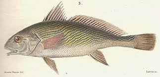 Image result for Umbrina cirrosa