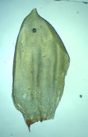 Attēlu rezultāti vaicājumam “Pleurozium schreberi sporophyte”