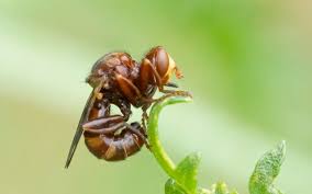 Attēlu rezultāti vaicājumam “Sicus ferrugineus”