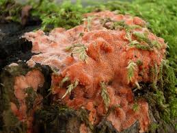 Attēlu rezultāti vaicājumam “Rhodonia placenta”