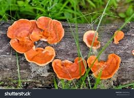 Attēlu rezultāti vaicājumam “Pycnoporus cinnabarinus”