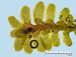 Attēlu rezultāti vaicājumam “Diplophyllum albicans”