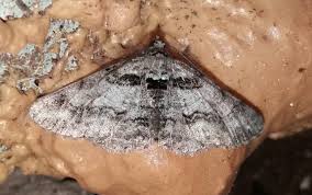 Attēlu rezultāti vaicājumam “Cleora cinctaria”