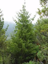 Attēlu rezultāti vaicājumam “Homalia trichomanoides sporophyte”