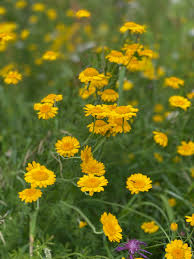 Image result for Färberkamille