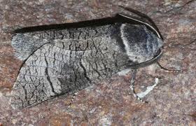 Attēlu rezultāti vaicājumam “Lamellocossus terebra”