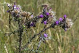 Attēlu rezultāti vaicājumam “Cirsium palustre fruit”