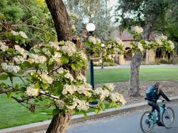 Attēlu rezultāti vaicājumam “Crataegus laevigata”