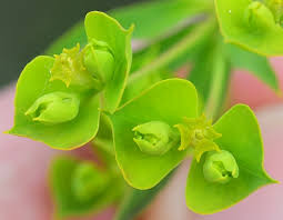 Attēlu rezultāti vaicājumam “Euphorbia virgata flower”