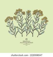 Attēlu rezultāti vaicājumam “Helichrysum arenarium leaf”