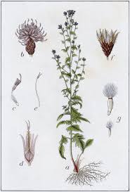 Attēlu rezultāti vaicājumam “Serratula tinctoria flower”