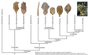 Attēlu rezultāti vaicājumam “Clastodermataceae”
