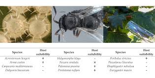 Attēlu rezultāti vaicājumam “Carpocoris sp. nymph”