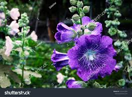 Image result for Alcea (althaea) rosea