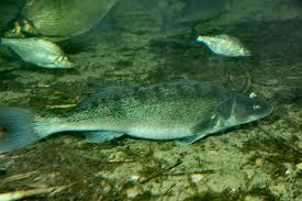 Image result for Sander lucioperca