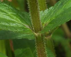 Attēlu rezultāti vaicājumam “Stachys palustris bud”