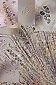 Attēlu rezultāti vaicājumam “Ombrophila violacea”