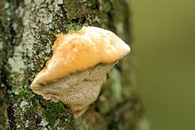 Attēlu rezultāti vaicājumam “Inonotus radiatus”