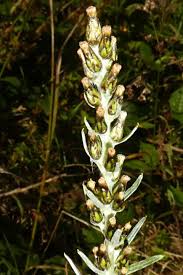 Attēlu rezultāti vaicājumam “Gnaphalium sylvaticum”