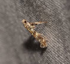 Attēlu rezultāti vaicājumam “Gracillaria syringella larva”