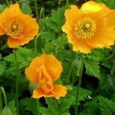 Image result for Meconopsis cambrica