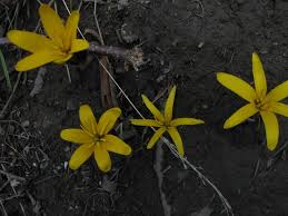 Attēlu rezultāti vaicājumam “Colchicum luteum”