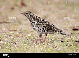 Image result for Zoothera dauma