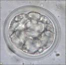 Fecal Exams