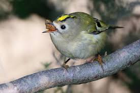 Attēlu rezultāti vaicājumam “Regulus regulus adult”