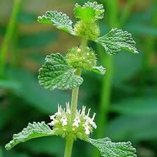 Image result for Marrubium vulgare
