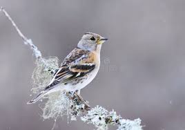 Attēlu rezultāti vaicājumam “Fringilla montifringilla female”