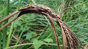 Attēlu rezultāti vaicājumam “Carex atherodes”