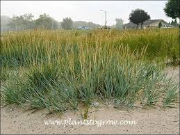 Attēlu rezultāti vaicājumam “Leymus arenarius”