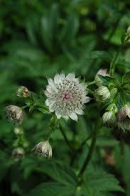 Attēlu rezultāti vaicājumam “Astrantia major flower”