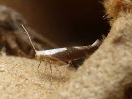 Attēlu rezultāti vaicājumam “Argyresthia semifusca”