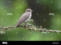 Attēlu rezultāti vaicājumam “Muscicapa striata adult”