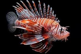 Image result for Pterois volitans