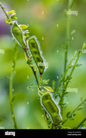 Attēlu rezultāti vaicājumam “Cytisus scoparius fruit”