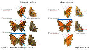 Attēlu rezultāti vaicājumam “Polygonia c-album underside”