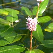 Attēlu rezultāti vaicājumam “Polygonum amphibium leaf”